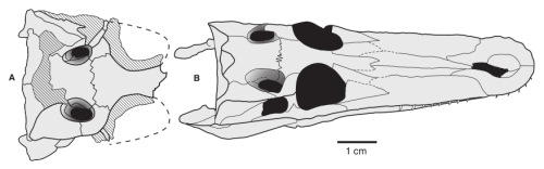 S. jaguaribensis (A) e S. anatoceps, uma espécie intimamente relacionada (B)