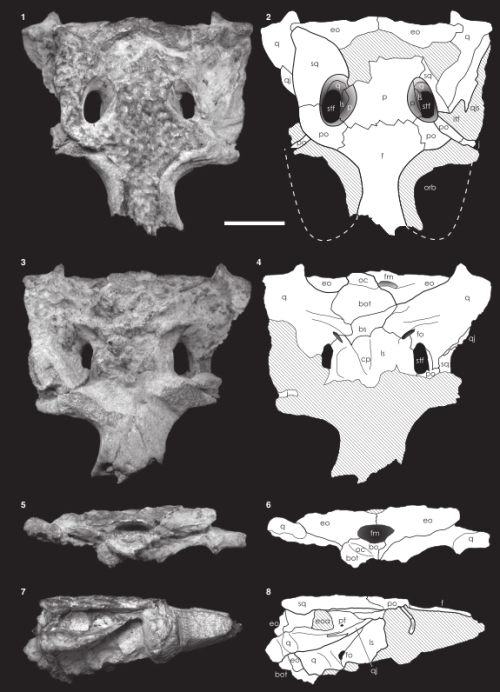 Fragmento de teto e caixa craniana da S. jaguaribensis